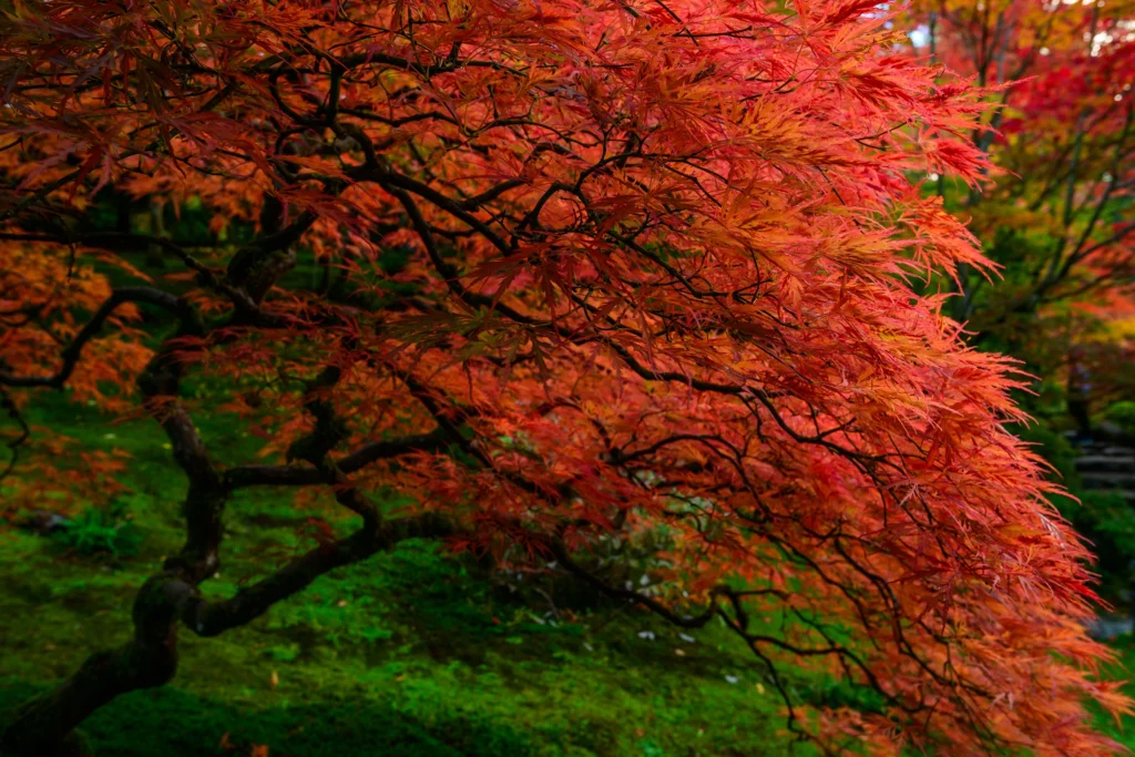 Color photo. A red Japanese Maple, it's twisted trunk black against the leaves and green grass beneath and behind the tree.