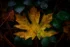 Color photo. Closeup of a fallen leaf from a bigleaf maple, surrounded by dark green leaves of Himalayan Blackberry. The maple leaf is bright yellow, with some lingering green patches, and dotted densely with russet spots at the leaf tips.