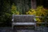 Color photo. An empty wooden bench, in front of a low wooden fence. Behind the fence are low trees going autumn yellow, and beyond those a forest of bare trees.