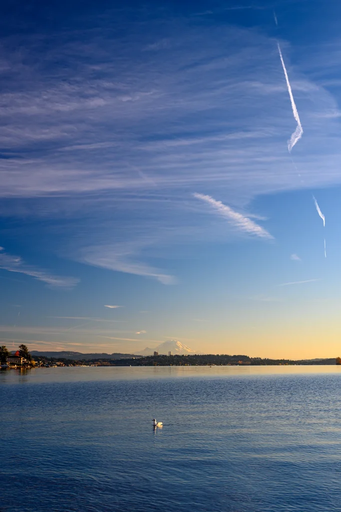 Color photo. A white gull floats in gently rippling lake water at the bottom of the frame. The far lakeshore it tree-lined, and above it juts the peak of Mount Rainier, shadowed on the left, brilliant on the right as it catches light from the setting sun out of frame. Above, the dark sky is full of wispy clouds.