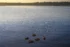 Color photo. Five ducks swim at the bottom of the frame, surrounded by gentle concentric ripples. Beyond them is a lake, reflecting the golden sunset. The far shore, lined with trees and houses, is visible at the top of the frame.