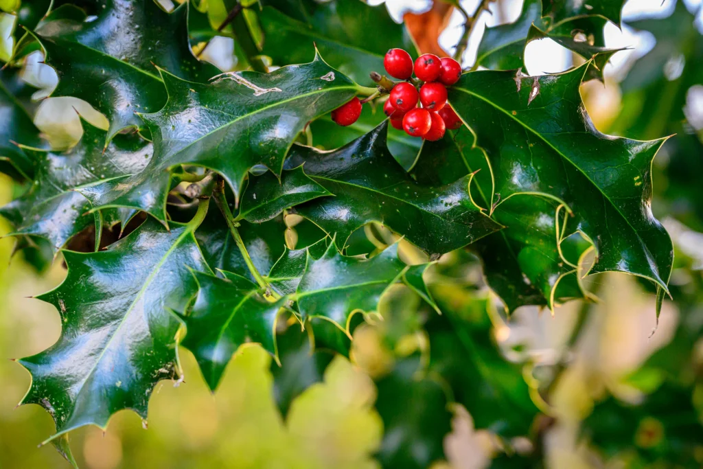 Color photo. A cluster of red holly berries at the top of the frame, surrounded by dark green and spiky leaves. The sun, out of frame, backlights the thin edges of the leaves on the right.