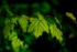 Color photo. A branch with green maple leaves growing down from it. The leaves are backlit by the sun, which is out of frame. The dark green veins of the leaves contrast with the bright green of the lit leaf.