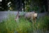 Color photo. A deer grazing in green grass almost as tall as it is.