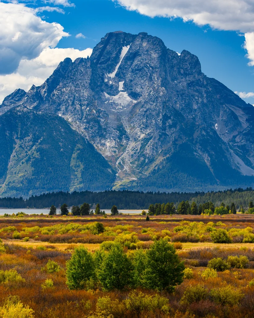 Color photo. Mount Moran, in Grand Teton National Park, rising up dramatically from a line of dark trees. There is a thin strip of water in front of the trees and then, leading down to the bottom of the frame, a field of orange and golden shrubs. At the very bottom of the photo is a cluster of short green trees.