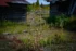 Color photo. Tall thin stalks grow in a cluster, topped with withered flowers and drooping purple blooms. Behind them on either side are the ruined remains of log cabins.