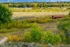 Color photo. A rutted road, barely visible in the grass, leads from the lower left around and behind a line of trees along the bottom of the frame. The trees are mostly green, with some autumn yellow. On the far side of the road is a field of yellow and sage green grass. On the right side of the field is a log cabin, its windows boarded, with an old red tin roof. At the top of the frame, on the far side of the field, the Snake River is just barely visible, its far shore lined with trees going a brilliant autumn gold.