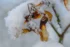 Color photo. Closeup of a twig, from which are hanging helicopter seeds. The seeds are brown with delicate veins in the wing portion. Everything is covered in snow, with the icy texture visible because of the close focus.