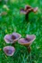 Color photo. A cluster of three brown mushrooms growing up from green grass. The cap of the closest is upturned, revealing the delicate fins underneath. Behind them, out of focus, is a much larger brown mushroom with a wavy cap.