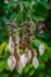 Color photo. A twig at the top of the frame, growing downwards, from which dangle clusters of brown flowerlets. Dangling below those are brown oval leaves, their fine veins visible.