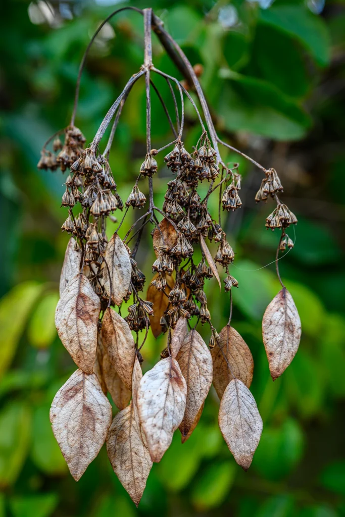 Color photo. A twig at the top of the frame, growing downwards, from which dangle clusters of brown flowerlets. Dangling below those are brown oval leaves, their fine veins visible.