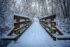 Color photo. A short wooden footbridge in a forest of bare trees. There are inches of snow on the bridge railings, and footprints in the snow on the bridge itself. The trees and bushes area all coated in a layer of snow.