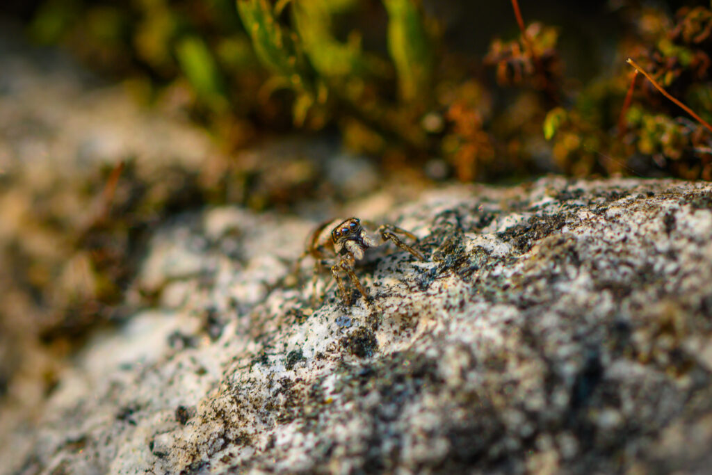 Color macro photo. A tiny black and white jumping spider is seen standing on a rocky surface, looking at the camera. It's two large central eyes are very prominent, as are its fuzzy white chelicerae. Its four front legs are clearly visible.