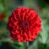 Color photo. A red dahlia in the sun.