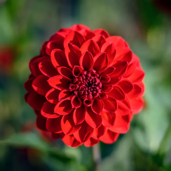 Color photo. A red dahlia in the sun.