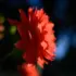 Color photo. A red dahlia, seen from the side. It is facing to the right, in the direction of the sunlight, which streams through the petals revealing their delicate structure. Behind this brightly lit petals there are more petals, in shadow.