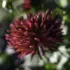 A red dahlia seen from the side, with tightly curled petals. The left side of the flower is catching the sunlight. The curled petals closest to the viewer are making little tubes, and those catching sunlight have a magenta glow inside.
