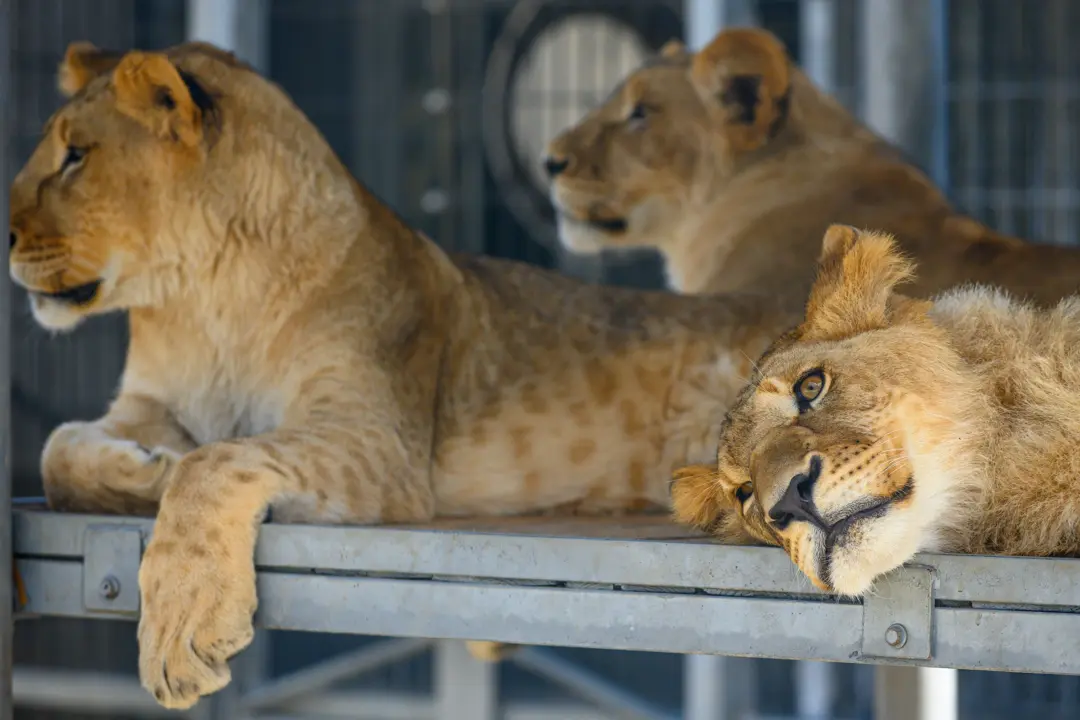 Color photo. Three one year old lion cubs, lying on a metal platform. They are tawny, with fading spots on their sides, legs, and belly. The further two are half sitting up and looking to the left. The closest is lying on its side and is staring ahead. They look very pettable.