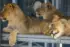 Color photo. Three one year old lion cubs, lying on a metal platform. They are tawny, with fading spots on their sides, legs, and belly. The further two are half sitting up and looking to the left. The closest is lying on its side and is staring ahead. They look very pettable.