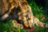 Color photo. A one year old lion cub, lying on green grass. Between its front paws is a red disc of frozen blood. The lion cub is licking the disc.