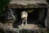 Color photo. A wolf standing in the entrance to its den. It has just finished shaking itself, and there is a small cloud of fur hanging in the air around it. It is looking downward with its tongue sticking out. The tongue is very pink.