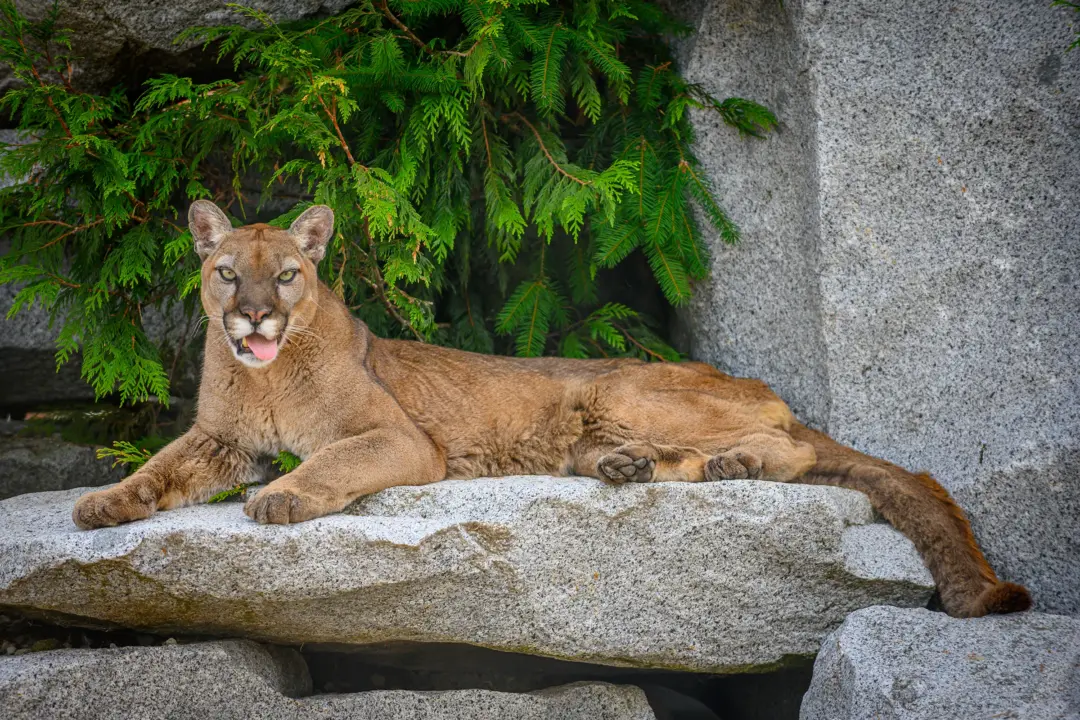 Color photo. A mountain lion lying on a flat rock. Its head is raised up to look directly at the viewer. Its tongue is hanging out of its mouth, slightly to one side, in a classic mlem.