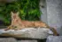 Color photo. A mountain lion lying on a flat rock. Its head is raised up to look directly at the viewer. Its tongue is hanging out of its mouth, slightly to one side, in a classic mlem.
