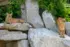 Color photo. Two mountain lions. The one on the left is lying down on a flat rock, while the one on the right is standing.