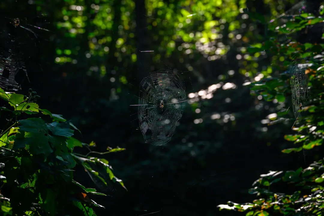 Color photo. A spider web hanging in the air. The fine strands of web are brightly lit by sunlight, and the spider sits in the middle. On either side are green leaves, and the background is a dappled green above and darkness below.