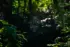 Color photo. A spider web hanging in the air. The fine strands of web are brightly lit by sunlight, and the spider sits in the middle. On either side are green leaves, and the background is a dappled green above and darkness below.